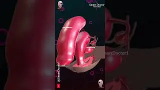 Female Pelvic Organs ✨‍♀️