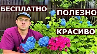 Как БЕСПЛАТНО сделать красивый и полезный сад?