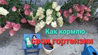 Ежемесячная подкормка гортензий +МАРГАНЦОВКА