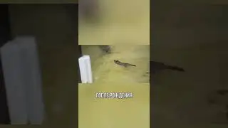 БОБРИХА НЕ ДАЛА ПОПЛАВАТЬ МЛАДЕНЦУ