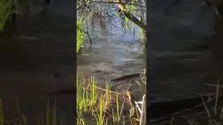 Нерест идет полным ходом! 
