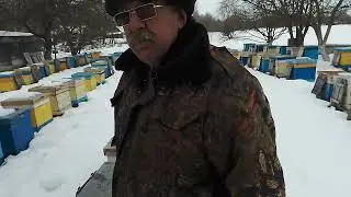 Синицы на пасеке.