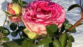 УКРЫТИЕ РОЗ НА ЗИМУ 🌹Просто и эффективно