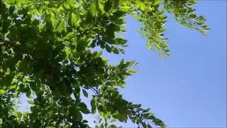 Роберт Рождественский Алешкины мысли ч. 25
