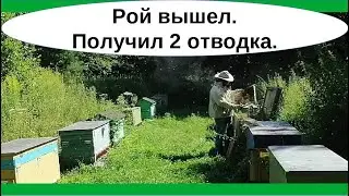 Теория/Практика. Первый рой за сезон вышел на пасеке, сделал деление на пол-лёта после роения