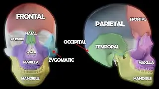 Skull Anatomy 101