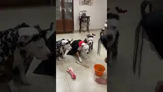 Dog ci mette la zampa e gli altri dog mangiano 🐾🐶 