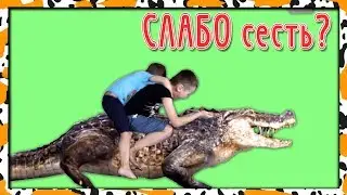 Верхом на КРОКОДИЛЕ (и ко макси Деагостини)
