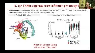 [Nicoletta Caronni] IL1beta+ macrophages fuel pathogenic inflammation in pancreatic cancer