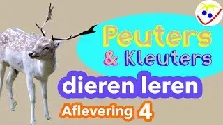 Animal Names in Dutch -  First Words - Learn Animals Episode 4 Toddler Coddler