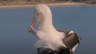 Royal Albatross Chick Excitedly Nibbles Dad's Bill At Mealtime | DOC | Cornell Lab