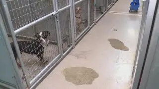 Local dog shelter scrambling to house 100+ dogs ahead of emergency repairs