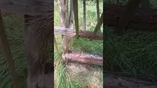 Кормушка для диких животных | Лесной Кордон