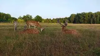 Красавцы пятнистые олени