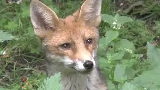 Red Fox Vulpes vulpes 4 month old vixen watching the world go by, 9th - 10th July 2021.