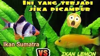 Ikan Sumatra vs ikan lemon apa yang terjadi