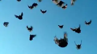 Серпастые голуби 2017