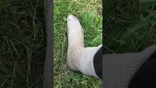 Что делать с нашествием мошек? В деревнях гибнут животные!