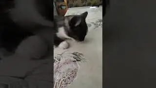 #котики