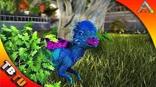 ARK PACHY BREEDING COMPETITION! FULLY MUTATED PACHY AND ZOO ENCLOSURE! Ark Survival Evolved Zoo