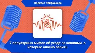 7 популярных мифов об уходе за кошками, в которые опасно верить | Подкаст Лайфхакера