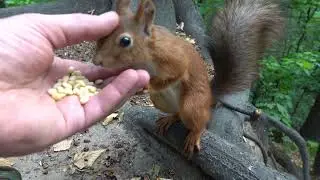 Ястреб. Белки. Зарисовка / Hawk. Squirrels. Sketch