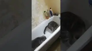 Любовь и боль! Кошачья свадьба!