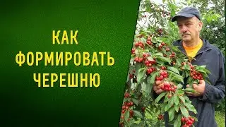 Как формировать черешню