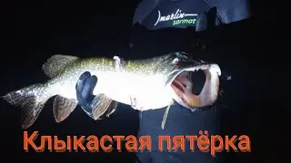 Осенняя клыкастая пятёрка. Неожиданная встреча.