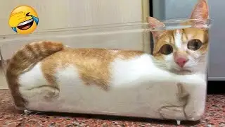 FUNNIEST CAT VIDEOS 2024 COMPILATION 😂 Funny Cats 22 😺 #funny #pet #cat #foryou #viral #viralvideo