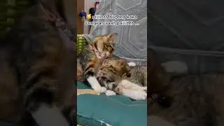 Kisah adek kaka luknut 🤣 