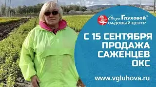 15 СЕНТЯБРЯ ПРОДАЖА САЖЕНЦЕВ ОКС