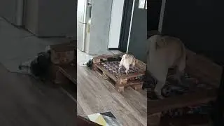 Чужая перина всегда мягче
