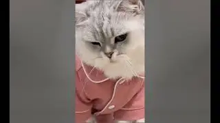 Cute Cat Compilation 🐈| Beautiful Cat| Humpty Hobbies