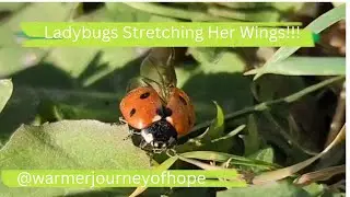 This LadyBug Is Stretching Her Wings!!!