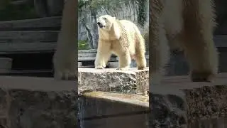 Polar bears in Karlsruhe Zoo