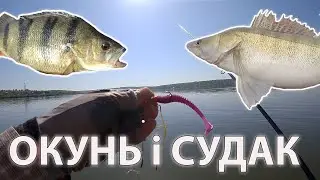 ОКУНЬ і СУДАК на спінінг рибалка літом на ставку
