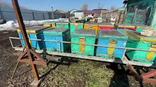 2023 пришла весна облет пчёл