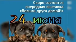 В Смоленске 24 июня СНОВА БУДЕТ СОБЫТИЕ ДЛЯ ХВОСТИКОВ! Выставка-пристройство для бездомышей...