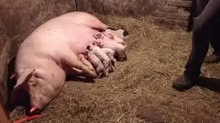 Свиноматка Опоросилась Ваня Принимал Роды!!!ЧУТЬ НЕ УКИСИЛА СВИНОМАТКА