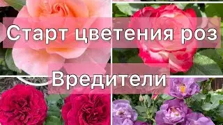 Стартует цветение роз🌹 вредители роз в моем саду!