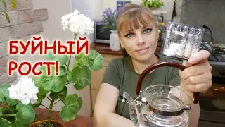 Сумасшедший СТИМУЛЯТОР РОСТА КОМНАТНЫХ РАСТЕНИЙ /ЦВЕТОВ/, особенно хорош для их восстановления.