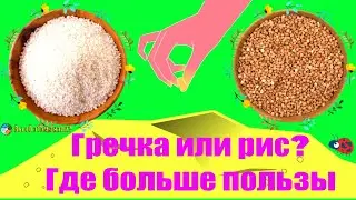 Гречка или рис? Где больше пользы