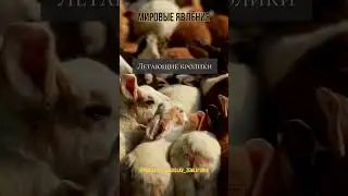 #BunnyLove #КроликиМилашки #RabbitLife #ПушистыеДрузья #Кролиководство #РазведениеКроликов #Кролики