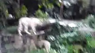 Singapore Zoo - White Tigers