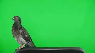 dove on the green screen SBV 322085670 4K