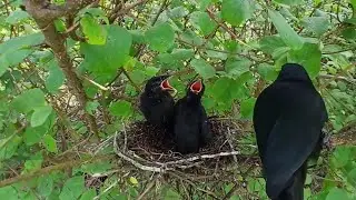 Racket-tailed treepie bird Feed the baby in the nest well (EP30) Racket-tailed treepie bird