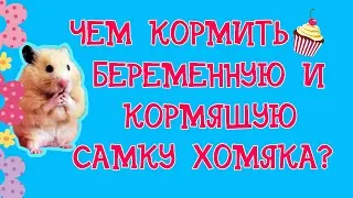 ЧЕМ КОРМИТЬ БЕРЕМЕННУЮ И КОРМЯЩУЮ САМКУ ХОМЯКА? | ПИТАНИЕ БЕРЕМЕННОЙ САМКИ ХОМЯКА