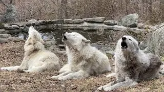 Wolf Who Lost His Voice Leads a Chorus of Howls 🐺🐺🐺