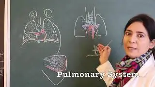 Blood Supply of Lungs